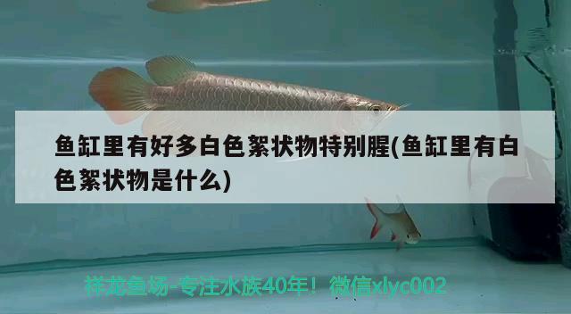 魚缸里有好多白色絮狀物特別腥(魚缸里有白色絮狀物是什么) 紅尾平克魚