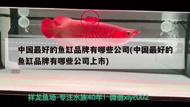 中國(guó)最好的魚(yú)缸品牌有哪些公司(中國(guó)最好的魚(yú)缸品牌有哪些公司上市) 高背金龍魚(yú)