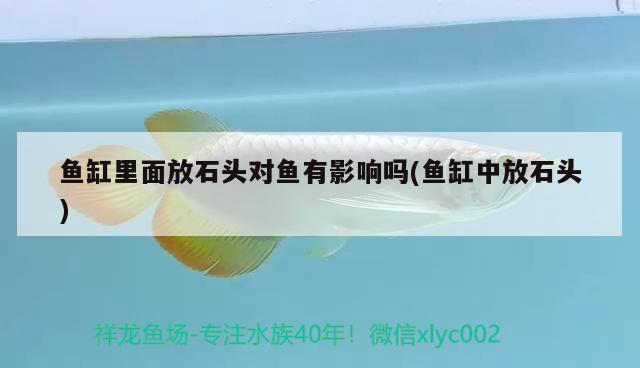 魚(yú)缸里面放石頭對(duì)魚(yú)有影響嗎(魚(yú)缸中放石頭)