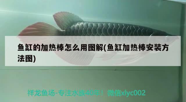 魚缸的加熱棒怎么用圖解(魚缸加熱棒安裝方法圖)