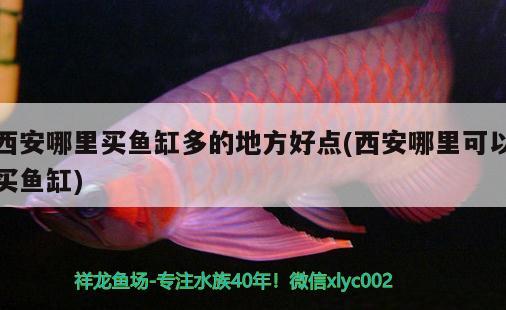 西安哪里買魚缸多的地方好點(diǎn)(西安哪里可以買魚缸) 元寶鳳凰魚專用魚糧