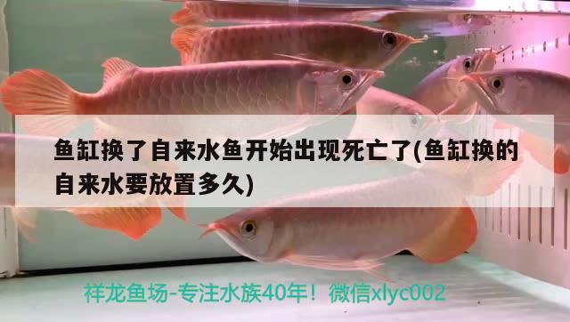 魚缸換了自來水魚開始出現(xiàn)死亡了(魚缸換的自來水要放置多久)