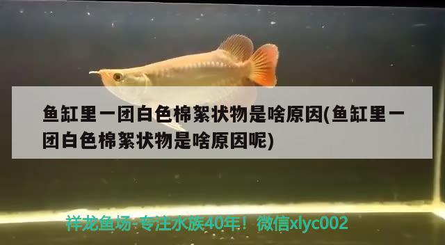 魚缸里一團(tuán)白色棉絮狀物是啥原因(魚缸里一團(tuán)白色棉絮狀物是啥原因呢)