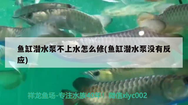 魚(yú)缸潛水泵不上水怎么修(魚(yú)缸潛水泵沒(méi)有反應(yīng)) 蝴蝶鯉