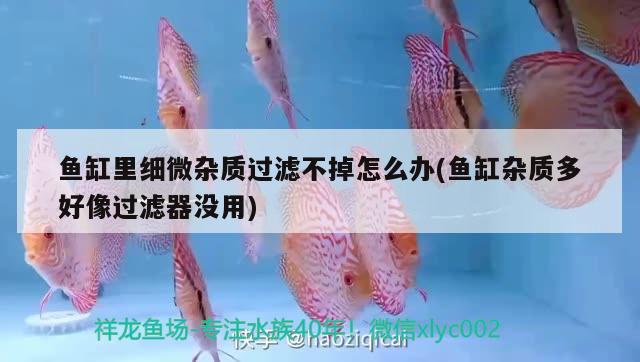 魚缸里細微雜質(zhì)過濾不掉怎么辦(魚缸雜質(zhì)多好像過濾器沒用)