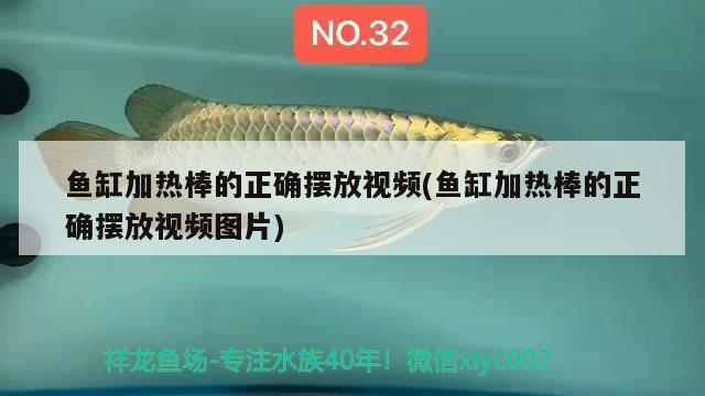 魚缸加熱棒的正確擺放視頻(魚缸加熱棒的正確擺放視頻圖片) 水族用品