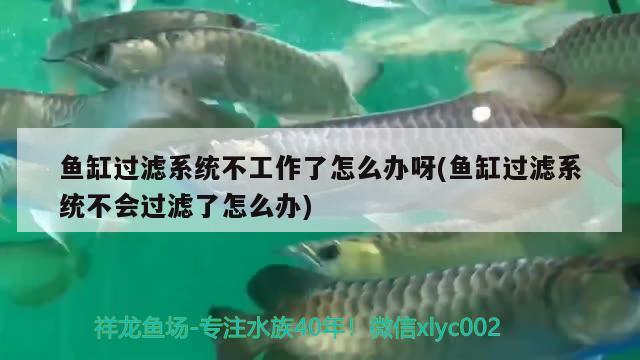 魚缸過濾系統(tǒng)不工作了怎么辦呀(魚缸過濾系統(tǒng)不會(huì)過濾了怎么辦) 蘇虎苗（蘇門答臘虎魚苗）