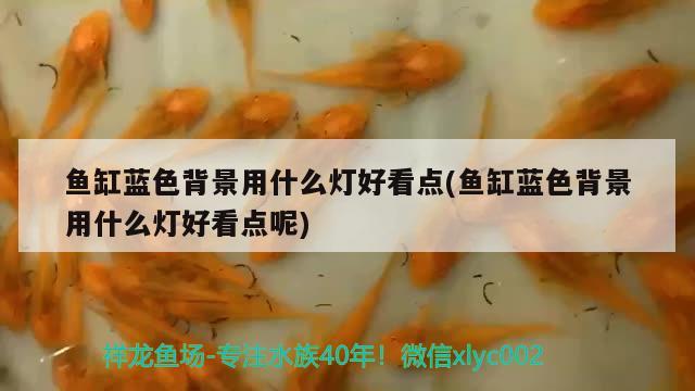 魚缸藍(lán)色背景用什么燈好看點(魚缸藍(lán)色背景用什么燈好看點呢)