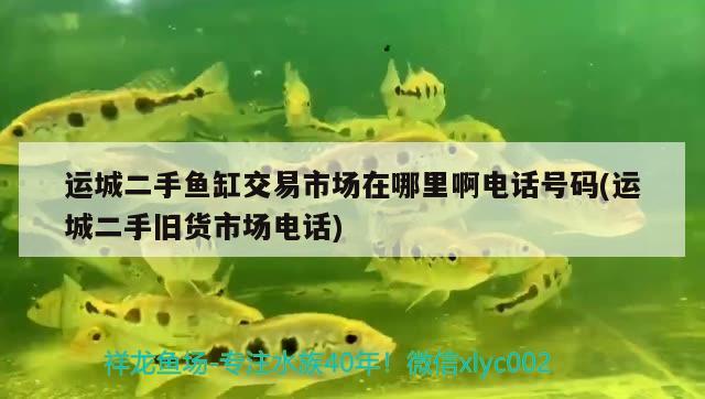 運(yùn)城二手魚(yú)缸交易市場(chǎng)在哪里啊電話號(hào)碼(運(yùn)城二手舊貨市場(chǎng)電話) 觀賞魚(yú)百科