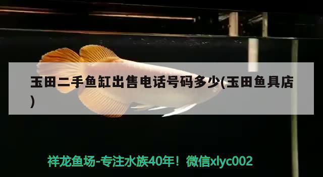 玉田二手魚(yú)缸出售電話號(hào)碼多少(玉田魚(yú)具店)