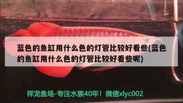 藍(lán)色的魚缸用什么色的燈管比較好看些(藍(lán)色的魚缸用什么色的燈管比較好看些呢)