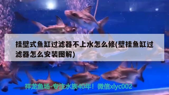 掛壁式魚缸過濾器不上水怎么修(壁掛魚缸過濾器怎么安裝圖解) 超血紅龍魚