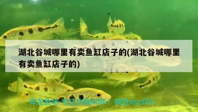 湖北谷城哪里有賣魚缸店子的(湖北谷城哪里有賣魚缸店子的) 祥龍龍魚專用水族燈