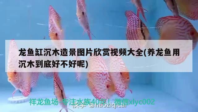 龍魚缸沉木造景圖片欣賞視頻大全(養(yǎng)龍魚用沉木到底好不好呢)