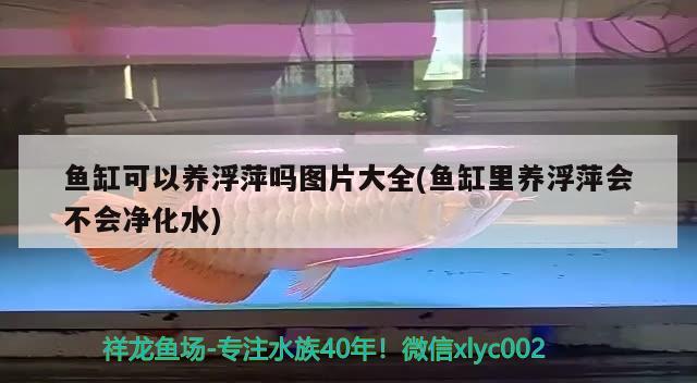 魚(yú)缸可以養(yǎng)浮萍嗎圖片大全(魚(yú)缸里養(yǎng)浮萍會(huì)不會(huì)凈化水) 鐵甲武士