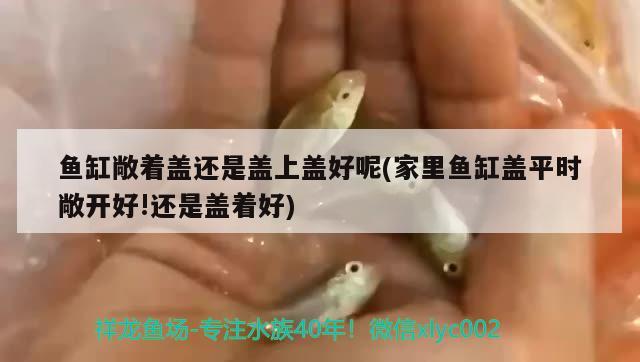 魚缸敞著蓋還是蓋上蓋好呢(家里魚缸蓋平時敞開好!還是蓋著好) 金老虎魚