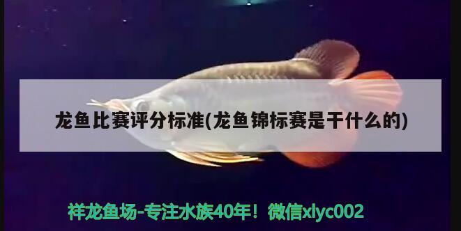 龍魚(yú)比賽評(píng)分標(biāo)準(zhǔn)(龍魚(yú)錦標(biāo)賽是干什么的) 2024第28屆中國(guó)國(guó)際寵物水族展覽會(huì)CIPS（長(zhǎng)城寵物展2024 CIPS）