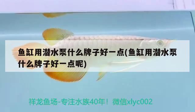 魚缸用潛水泵什么牌子好一點(魚缸用潛水泵什么牌子好一點呢)