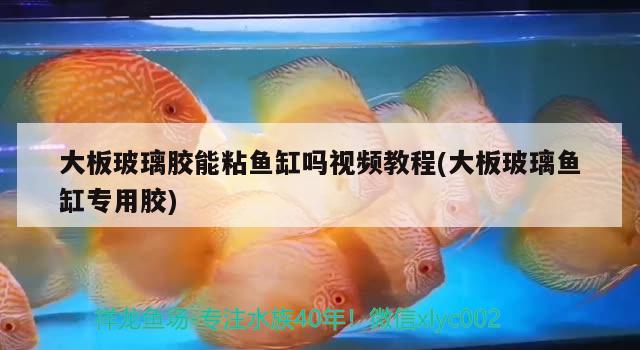 大板玻璃膠能粘魚缸嗎視頻教程(大板玻璃魚缸專用膠) 白子關(guān)刀魚苗