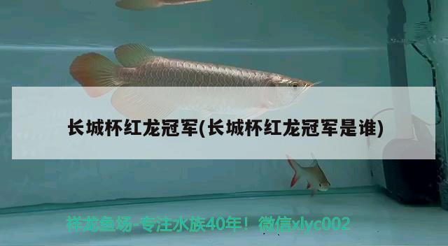 長城杯紅龍冠軍(長城杯紅龍冠軍是誰) 2024第28屆中國國際寵物水族展覽會CIPS（長城寵物展2024 CIPS）