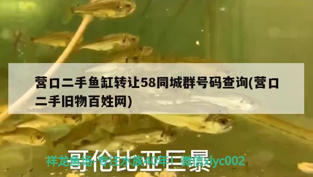 營口二手魚缸轉(zhuǎn)讓58同城群號碼查詢(營口二手舊物百姓網(wǎng)) 野彩魚 第2張