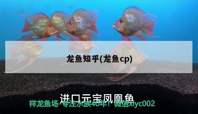 龍魚知乎(龍魚cp) 2024第28屆中國國際寵物水族展覽會CIPS（長城寵物展2024 CIPS）