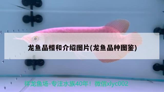 龍魚品相和介紹圖片(龍魚品種圖鑒) 2024第28屆中國國際寵物水族展覽會CIPS（長城寵物展2024 CIPS） 第2張