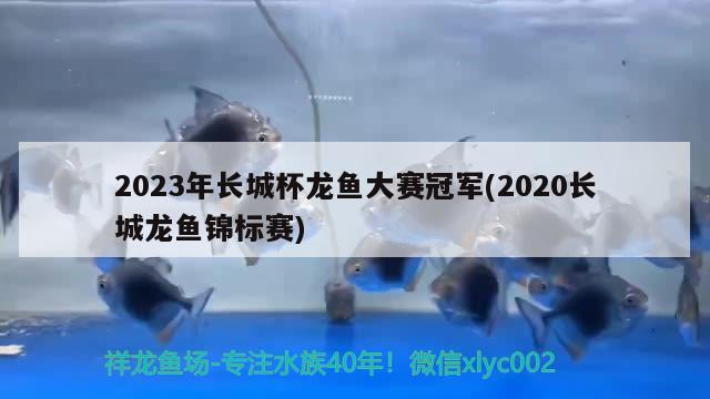 2023年長城杯龍魚大賽冠軍(2020長城龍魚錦標賽)