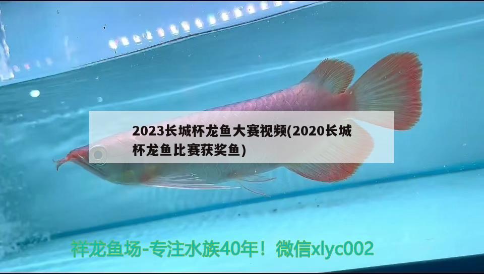 2023長城杯龍魚大賽視頻(2020長城杯龍魚比賽獲獎魚) 2024第28屆中國國際寵物水族展覽會CIPS（長城寵物展2024 CIPS）