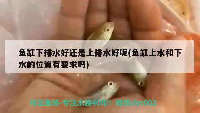 魚(yú)缸下排水好還是上排水好呢(魚(yú)缸上水和下水的位置有要求嗎) 野彩魚(yú)