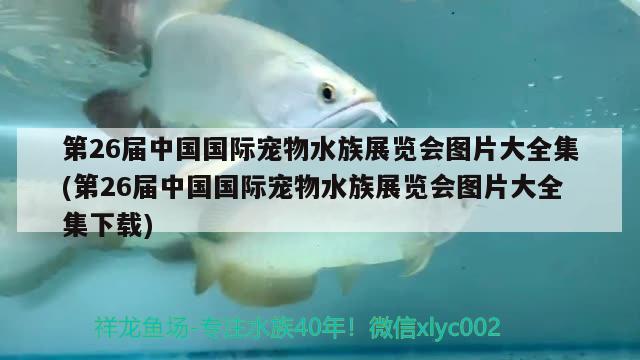 第26屆中國國際寵物水族展覽會(huì)圖片大全集(第26屆中國國際寵物水族展覽會(huì)圖片大全集下載) 水族展會(huì) 第1張