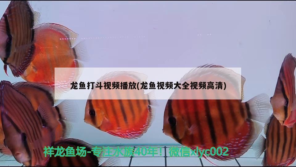 龍魚(yú)打斗視頻播放(龍魚(yú)視頻大全視頻高清) 2024第28屆中國(guó)國(guó)際寵物水族展覽會(huì)CIPS（長(zhǎng)城寵物展2024 CIPS）