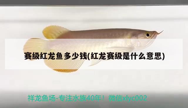 賽級紅龍魚多少錢(紅龍賽級是什么意思) 賽級紅龍魚