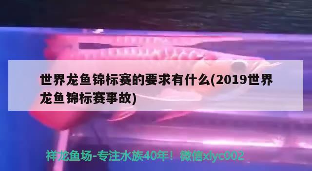 世界龍魚(yú)錦標(biāo)賽的要求有什么(2019世界龍魚(yú)錦標(biāo)賽事故)