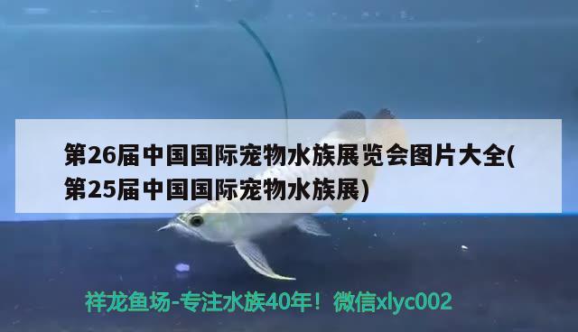 第26屆中國國際寵物水族展覽會圖片大全(第25屆中國國際寵物水族展)