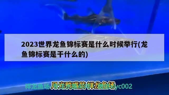 2023世界龍魚錦標(biāo)賽是什么時(shí)候舉行(龍魚錦標(biāo)賽是干什么的)