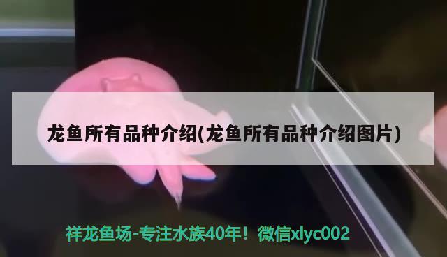 龍魚所有品種介紹(龍魚所有品種介紹圖片) 2024第28屆中國國際寵物水族展覽會CIPS（長城寵物展2024 CIPS）