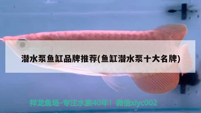 潛水泵魚缸品牌推薦(魚缸潛水泵十大名牌)