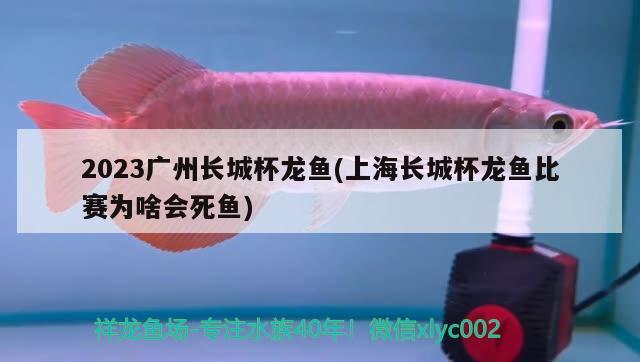 2023廣州長城杯龍魚(上海長城杯龍魚比賽為啥會死魚) 2024第28屆中國國際寵物水族展覽會CIPS（長城寵物展2024 CIPS）