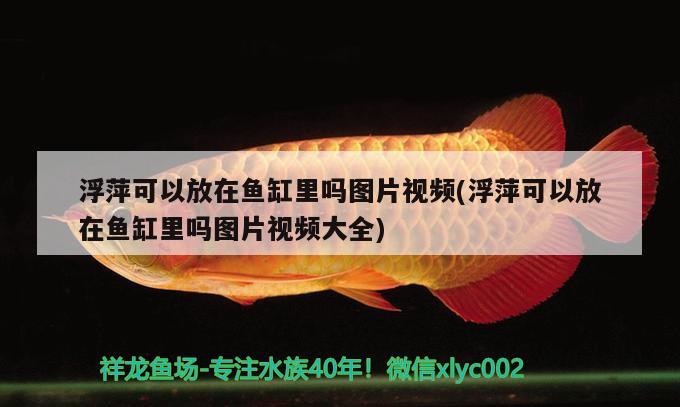 浮萍可以放在魚缸里嗎圖片視頻(浮萍可以放在魚缸里嗎圖片視頻大全) 印尼小紅龍 第2張