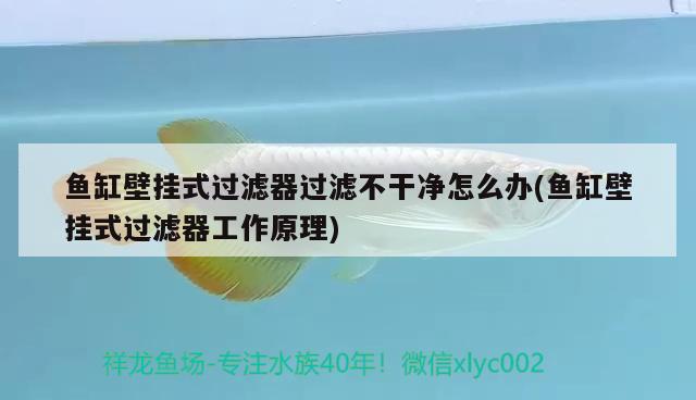 魚(yú)缸壁掛式過(guò)濾器過(guò)濾不干凈怎么辦(魚(yú)缸壁掛式過(guò)濾器工作原理)