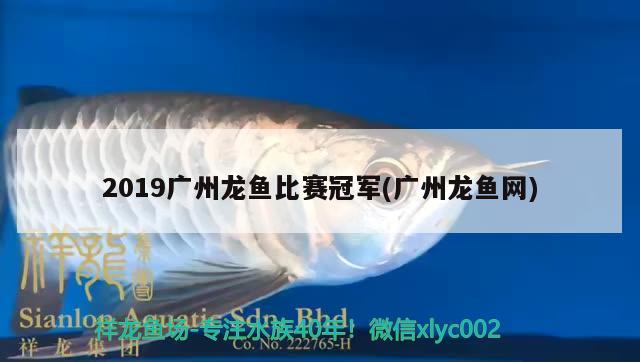 2019廣州龍魚比賽冠軍(廣州龍魚網(wǎng))