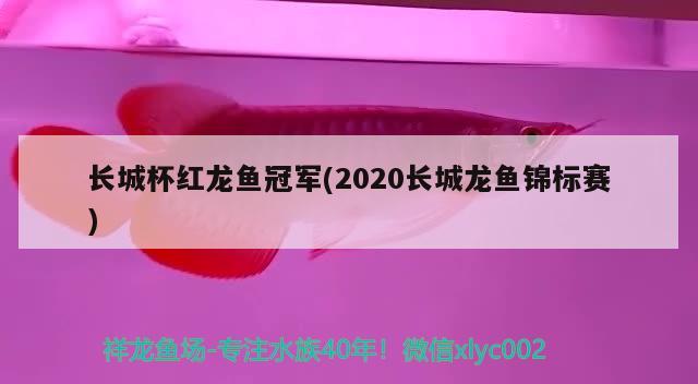 長(zhǎng)城杯紅龍魚(yú)冠軍(2020長(zhǎng)城龍魚(yú)錦標(biāo)賽)