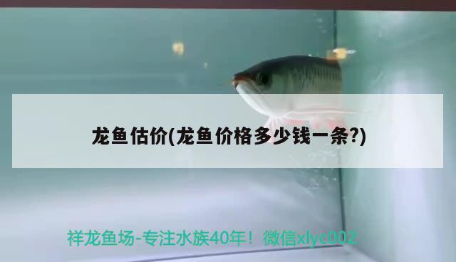 龍魚估價(龍魚價格多少錢一條?) 2025第29屆中國國際寵物水族展覽會CIPS（長城寵物展2025 CIPS）