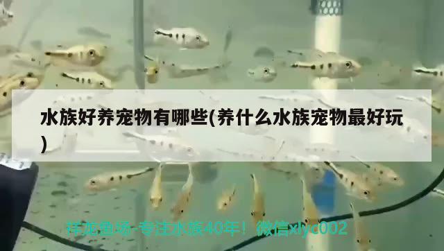 水族好養(yǎng)寵物有哪些(養(yǎng)什么水族寵物最好玩) 2024第28屆中國國際寵物水族展覽會CIPS（長城寵物展2024 CIPS）