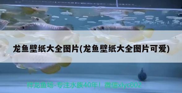 龍魚(yú)壁紙大全圖片(龍魚(yú)壁紙大全圖片可愛(ài)) 2024第28屆中國(guó)國(guó)際寵物水族展覽會(huì)CIPS（長(zhǎng)城寵物展2024 CIPS）