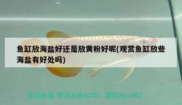 魚缸放海鹽好還是放黃粉好呢(觀賞魚缸放些海鹽有好處嗎)