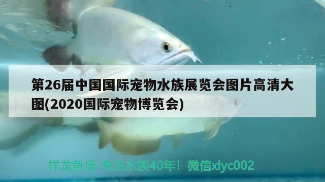 第26屆中國(guó)國(guó)際寵物水族展覽會(huì)圖片高清大圖(2020國(guó)際寵物博覽會(huì))