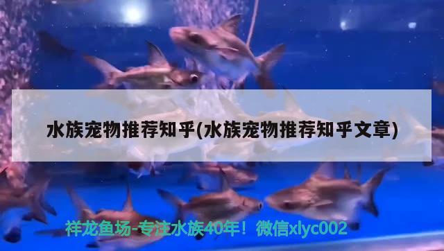 水族寵物推薦知乎(水族寵物推薦知乎文章) 2024第28屆中國(guó)國(guó)際寵物水族展覽會(huì)CIPS（長(zhǎng)城寵物展2024 CIPS）