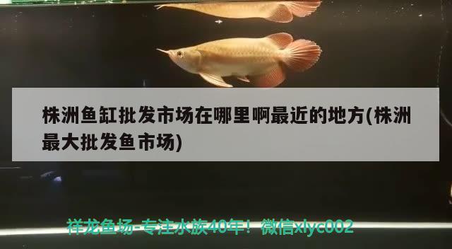 株洲魚缸批發(fā)市場在哪里啊最近的地方(株洲最大批發(fā)魚市場)